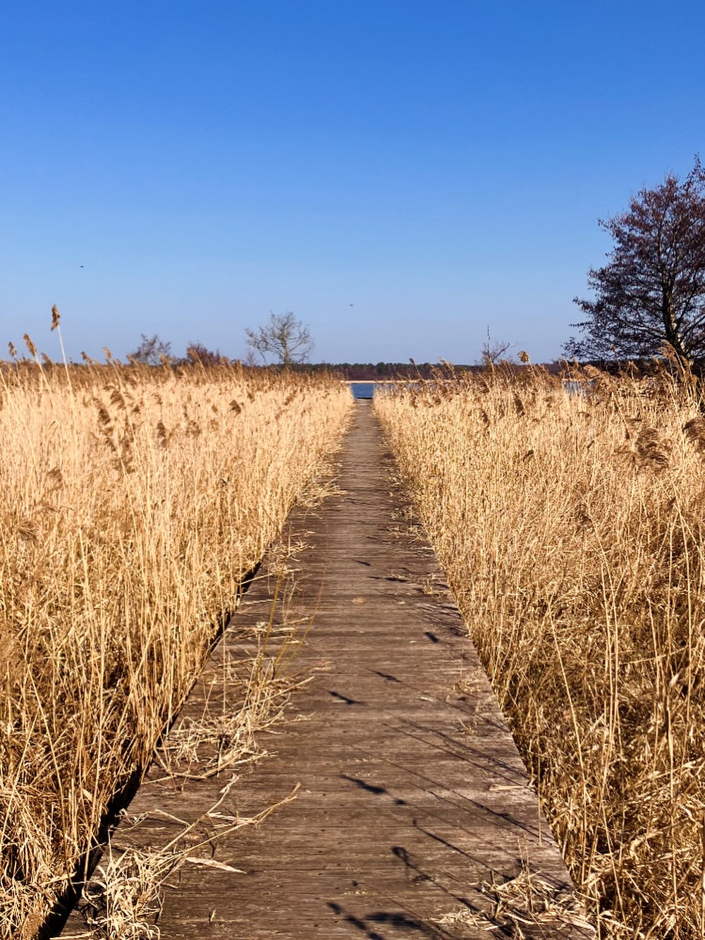 Czasem wystarczy iść przed siebie… 🌾✨
Spokój, cisza i droga, która prowadzi dokładnie tam, gdzie trzeba.

#nature #spacer #cisza #relaks #widoki polskanatura slowlife